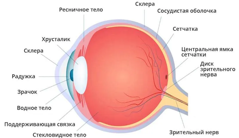 Может ли линза закатиться за глаз и застрять там?